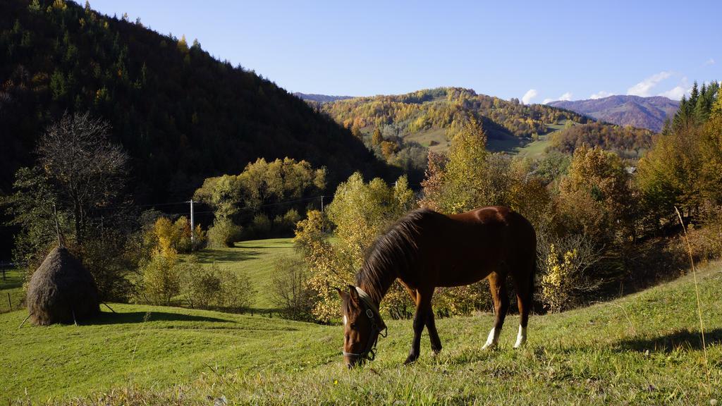 ויסו דה סוס Woodenhouse Maramures מראה חיצוני תמונה